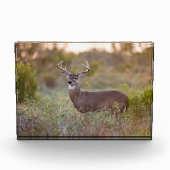 Weißschwanzhirsche | Rückgang in Texas Fotoblock (Vorderseite)