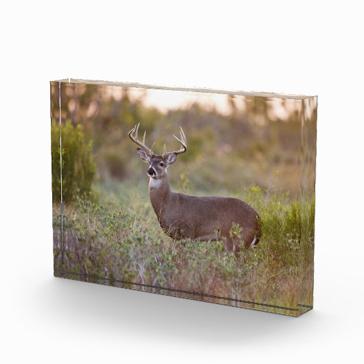 Weißschwanzhirsche | Rückgang in Texas Fotoblock (Rechts)