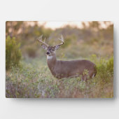 Weißschwanzhirsche | Rückgang in Texas Fotoplatte (Vorderseite)