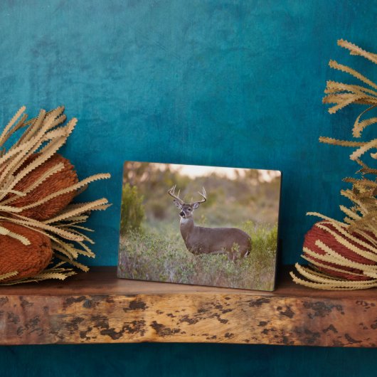 Weißschwanzhirsche | Rückgang in Texas Fotoplatte (Seite)