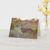 Weißschwanzhirsche | Rückgang in Texas Karte (Gelbe Blume)