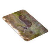 Weißschwanzhirsche | Rückgang in Texas Magnet (Rechte Seite)