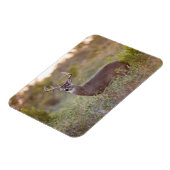 Weißschwanzhirsche | Rückgang in Texas Magnet (Linke Seite)