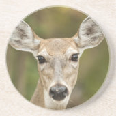 Weißschwanzhirsche Sandstein Untersetzer (Vorne)