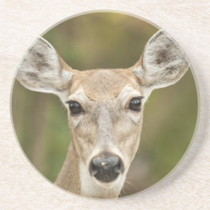 Weißschwanzhirsche Sandstein Untersetzer