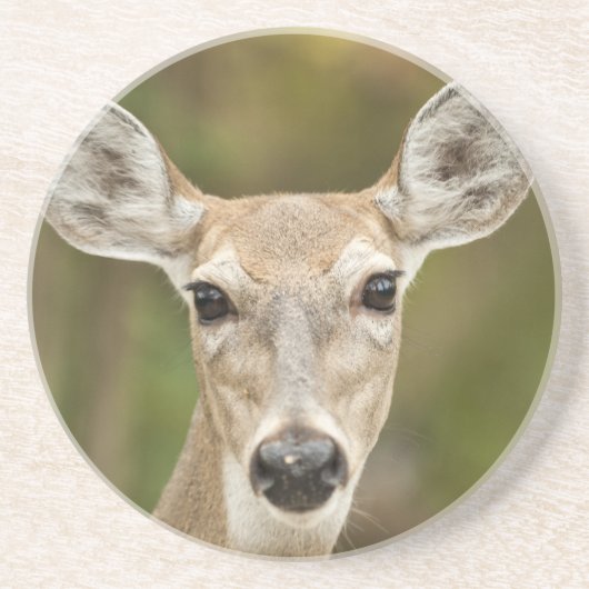 Weißschwanzhirsche Sandstein Untersetzer (Vorne)