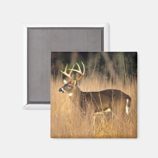 Weißschwanzhirsche | Smoky Mountains Tennessee Magnet (Vorderseite/Rückseite)
