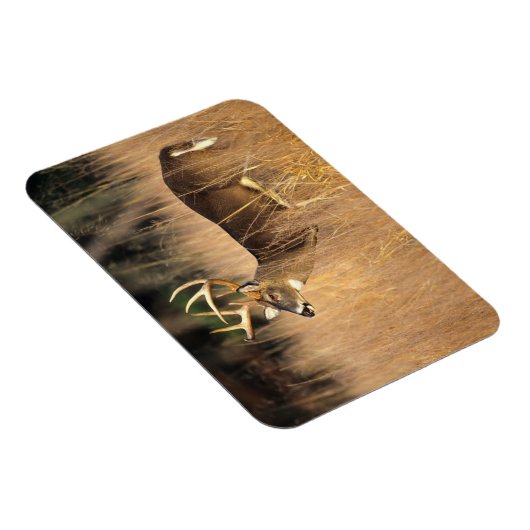 Weißschwanzhirsche | Smoky Mountains Tennessee Magnet (Rechte Seite)