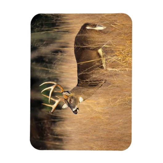 Weißschwanzhirsche | Smoky Mountains Tennessee Magnet (Vertikal)