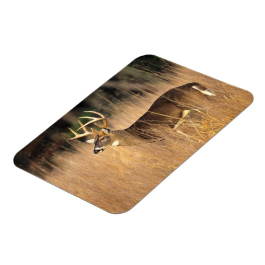 Weißschwanzhirsche | Smoky Mountains Tennessee Magnet (Linke Seite)