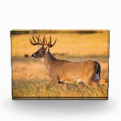 Weißschwanzhirsche | South TX Fotoblock (Vorderseite)