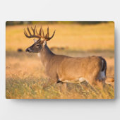 Weißschwanzhirsche | South TX Fotoplatte (Vorderseite)