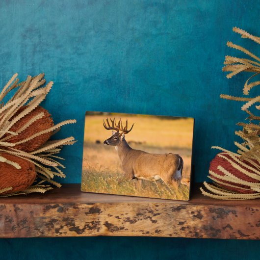 Weißschwanzhirsche | South TX Fotoplatte (Seite)