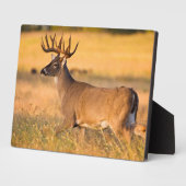 Weißschwanzhirsche | South TX Fotoplatte (Seite)