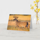 Weißschwanzhirsche | South TX Karte (Gelbe Blume)