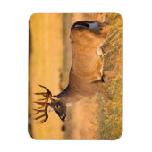 Weißschwanzhirsche | South TX Magnet (Vertikal)