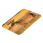 Weißschwanzhirsche | South TX Magnet (Linke Seite)