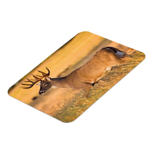 Weißschwanzhirsche | South TX Magnet (Linke Seite)