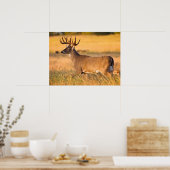 Weißschwanzhirsche | South TX Poster (Küche)