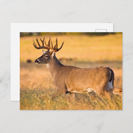 Weißschwanzhirsche | South TX Postkarte (Vorne/Hinten)