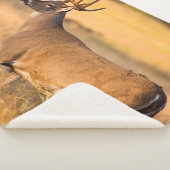 Weißschwanzhirsche | South TX Sherpadecke (3/4)