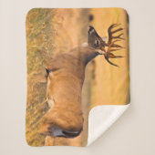 Weißschwanzhirsche | South TX Sherpadecke (Vorderseite)