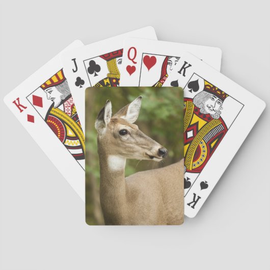 Weißschwanzhirsche Spielkarten (Rückseite)