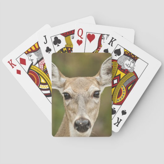 Weißschwanzhirsche Spielkarten (Rückseite)