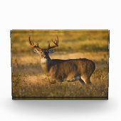 Weißschwanzhirsche | Südtexas Fotoblock (Vorderseite)