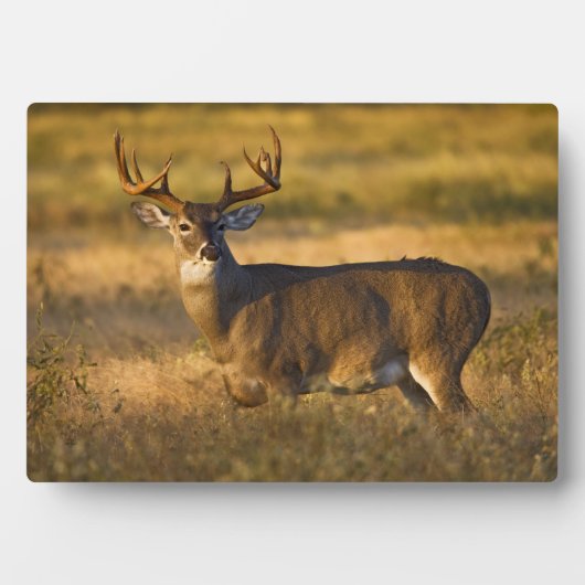 Weißschwanzhirsche | Südtexas Fotoplatte (Vorderseite)