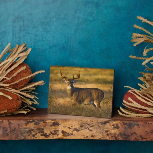 Weißschwanzhirsche | Südtexas Fotoplatte (Seite)