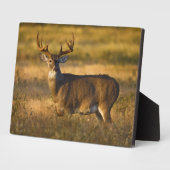 Weißschwanzhirsche | Südtexas Fotoplatte (Seite)