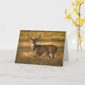 Weißschwanzhirsche | Südtexas Karte (Gelbe Blume)