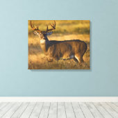 Weißschwanzhirsche | Südtexas Leinwanddruck (Insitu (Holzboden))