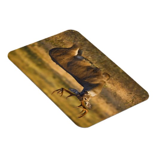 Weißschwanzhirsche | Südtexas Magnet (Rechte Seite)