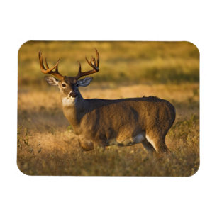 Weißschwanzhirsche   Südtexas Magnet