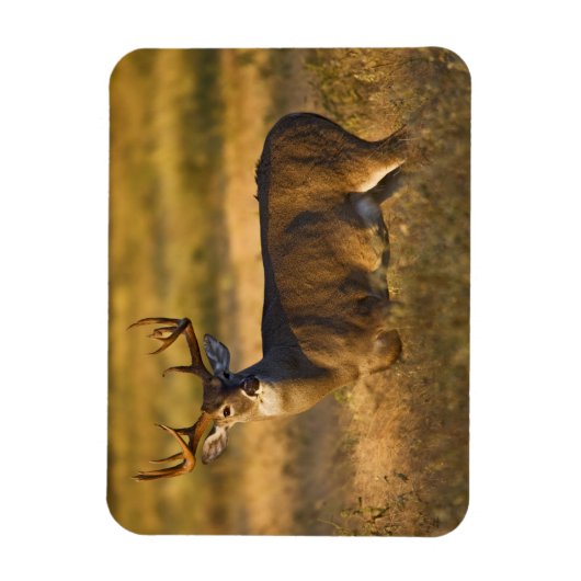 Weißschwanzhirsche | Südtexas Magnet (Vertikal)