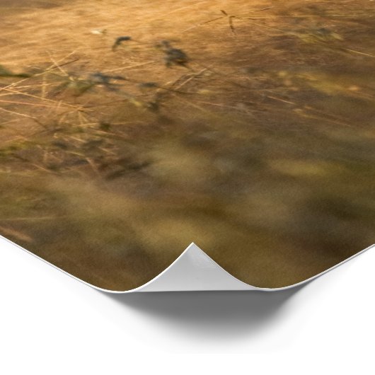 Weißschwanzhirsche | Südtexas Poster (Ecke)