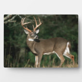 Weißschwanzhirsche | Tennessee Fotoplatte (Vorderseite)