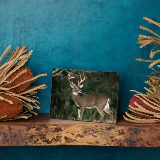 Weißschwanzhirsche | Tennessee Fotoplatte (Seite)