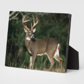 Weißschwanzhirsche | Tennessee Fotoplatte (Seite)