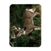 Weißschwanzhirsche | Tennessee Magnet (Vertikal)