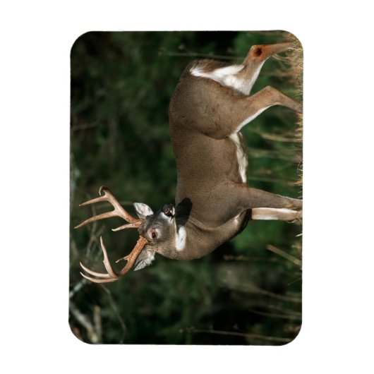 Weißschwanzhirsche | Tennessee Magnet (Vertikal)