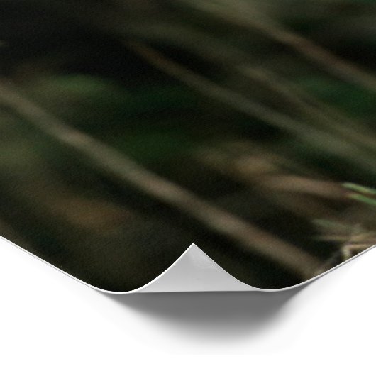 Weißschwanzhirsche | Tennessee Poster (Ecke)