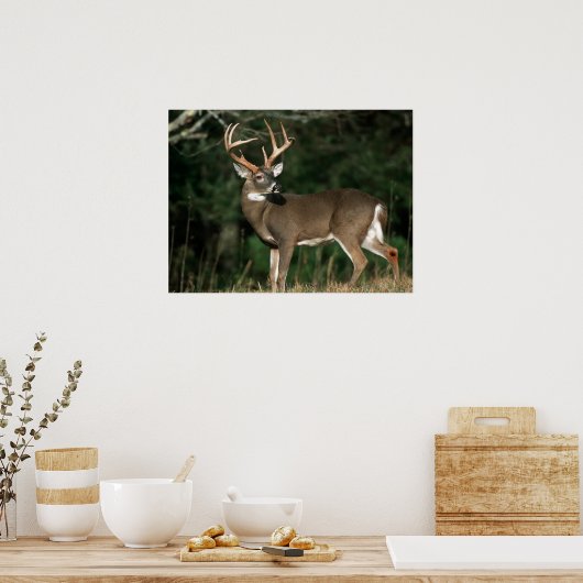 Weißschwanzhirsche | Tennessee Poster (Küche)