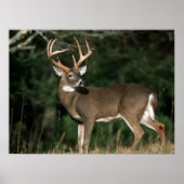 Weißschwanzhirsche | Tennessee Poster (Vorne)