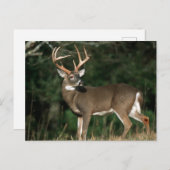 Weißschwanzhirsche | Tennessee Postkarte (Vorne/Hinten)