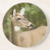 Weißschwanzhirsche Untersetzer (Vorne)