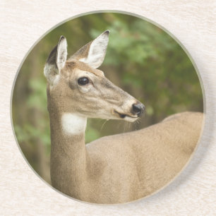 Weißschwanzhirsche Untersetzer