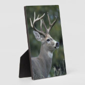 Weißschwanzhirsche | Washingtoner Staat Fotoplatte (Seite)